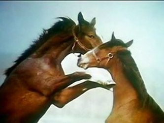 Luana La Porcona ---------------92 )dwh(